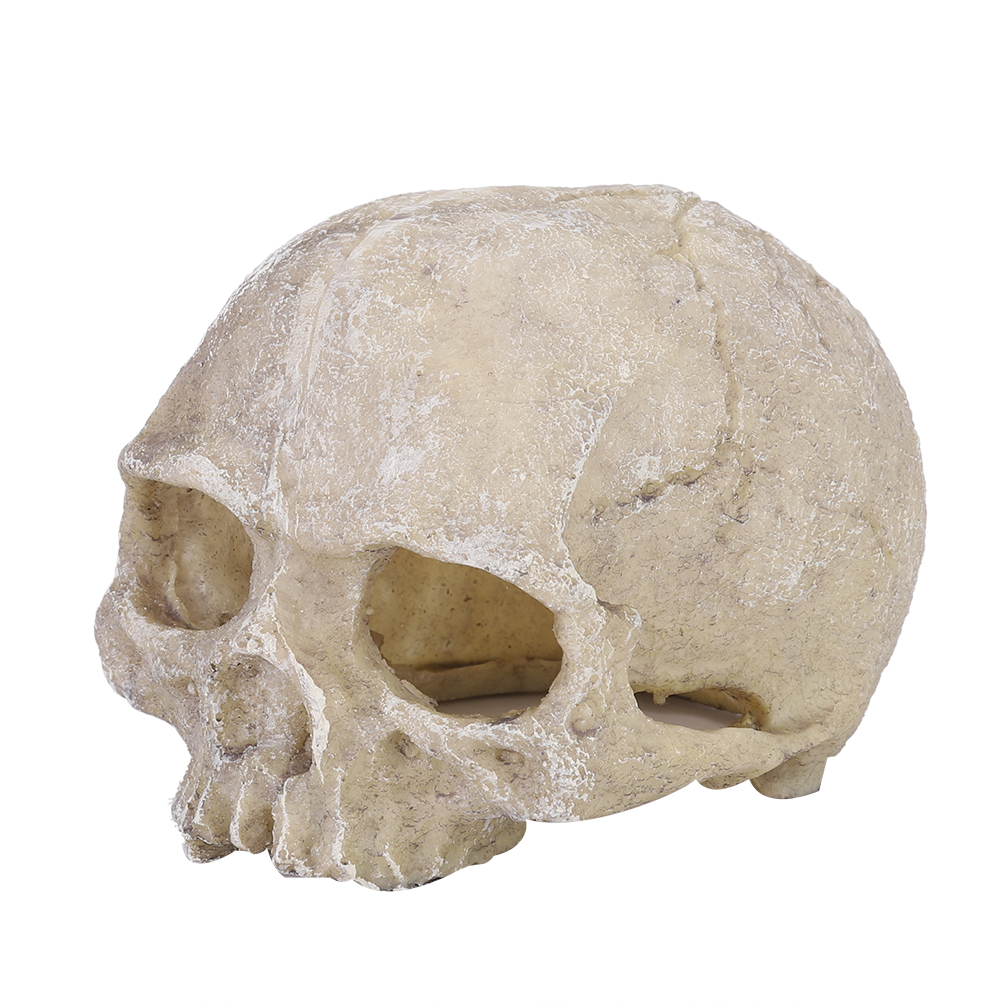 Aquarium Fish Land - Resin Simulated Head Bone Skull Statue