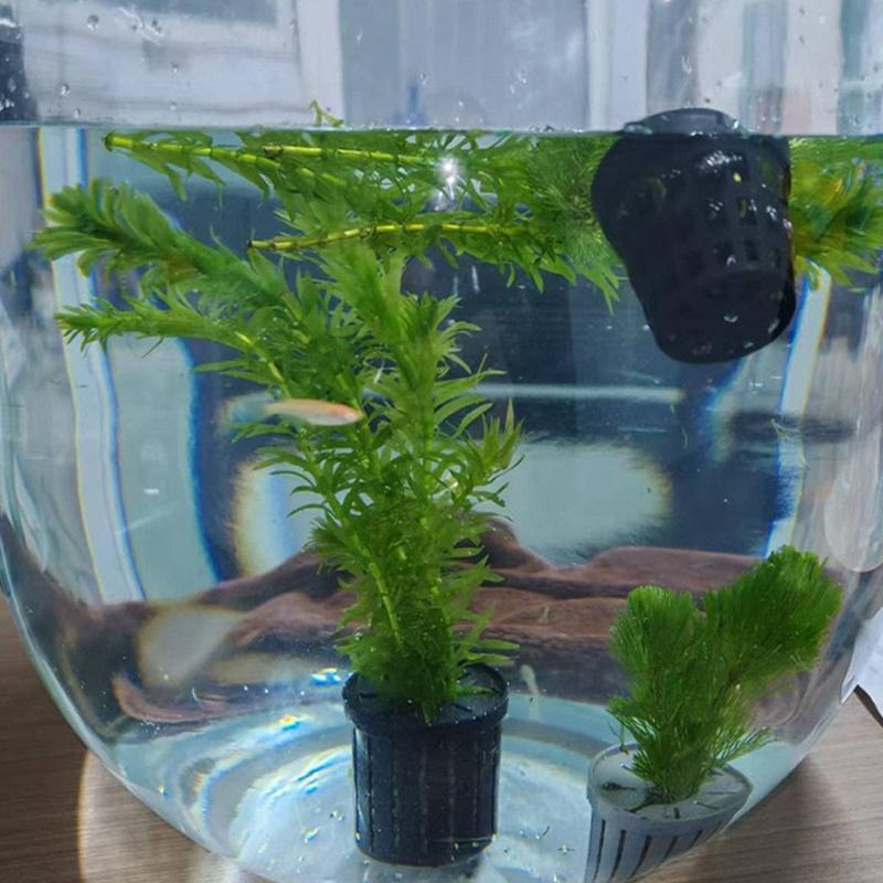 4Pcs Pet Fish Tank Landscaping - Aquarium Fish Tank ulasan dan harga