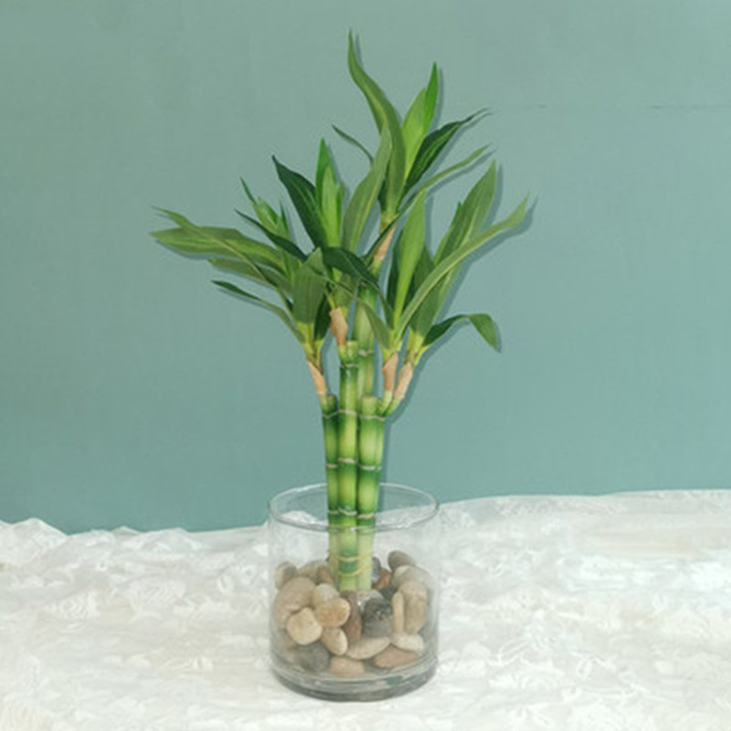 New 40cm rFtificial Lucky Bamb - Aquarium Fish Land ulasan dan harga