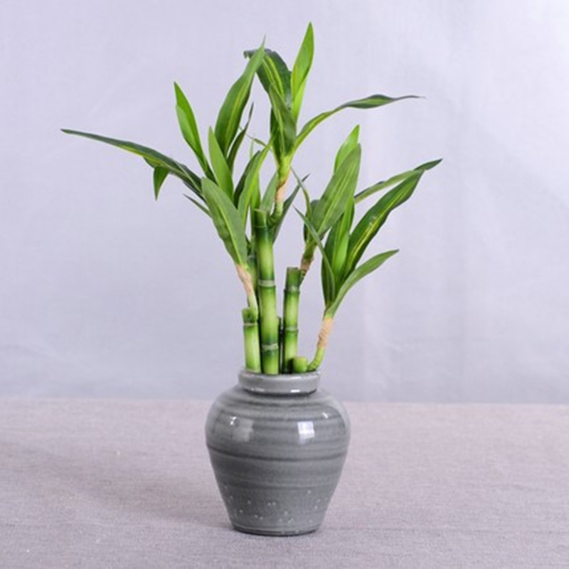 New 40cm rFtificial Lucky Bamb - Aquarium Fish Land ulasan dan harga