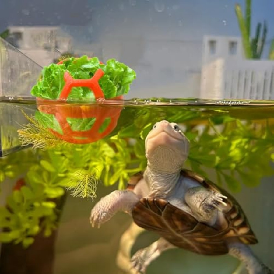 3 Pack Feeding Ball Toys for T - Aquarium Fish Supplier ulasan dan harga