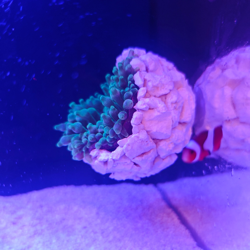 New DIY Handmade Floating Magn - Aquarium Fish Tank Price ulasan dan harga