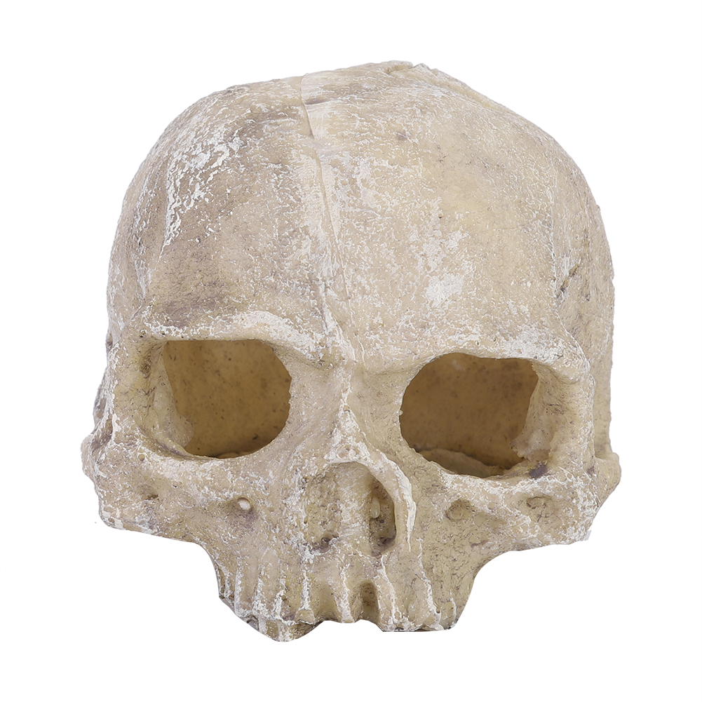 Resin Simulated Head Bone Skul - Aquarium Fish Land ulasan dan harga