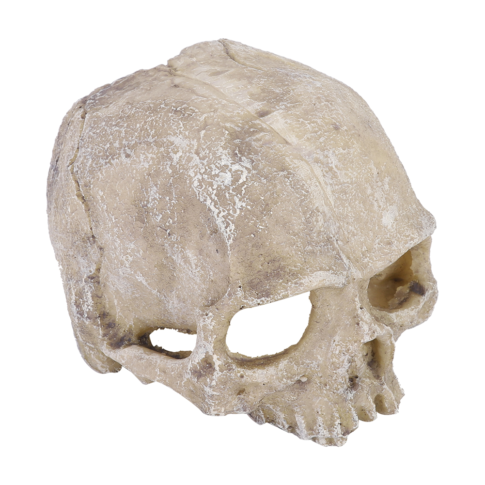 Resin Simulated Head Bone Skul - Aquarium Fish Land ulasan dan harga