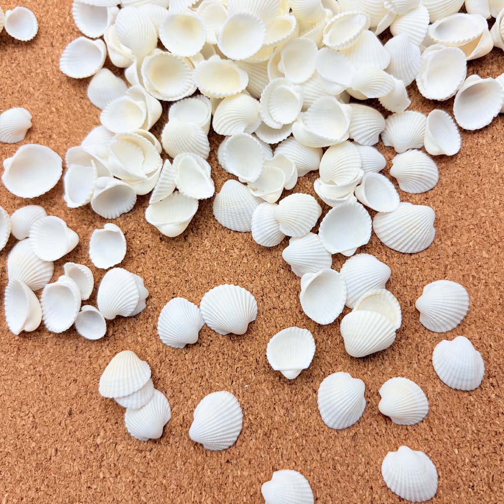 200pcs about 60g Tiny Sea Shel - Aquarium Mini Fish ulasan dan harga