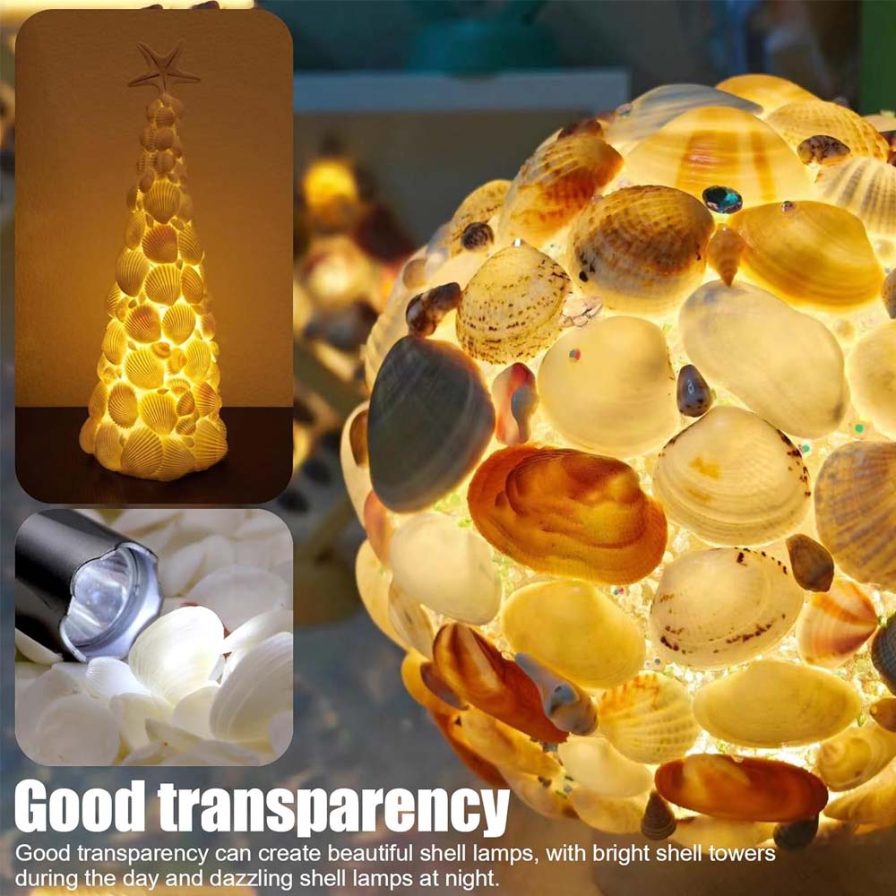 200pcs about 60g Tiny Sea Shel - Aquarium Mini Fish ulasan dan harga