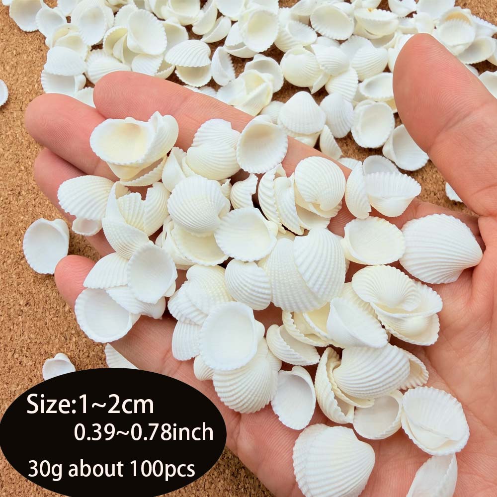 200pcs about 60g Tiny Sea Shel - Aquarium Mini Fish ulasan dan harga
