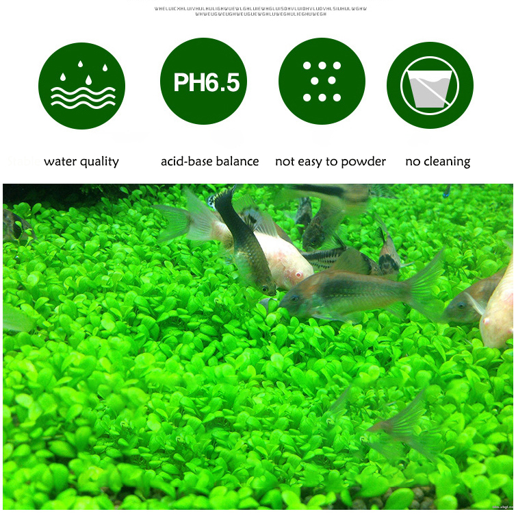 Aquarium Plant Seeds Soil Fish - Aquarium Fish Land ulasan dan harga